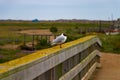 The bird sits on the railing of the wooden bridge Royalty Free Stock Photo