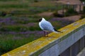 The bird sits on the railing of the wooden bridge Royalty Free Stock Photo