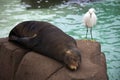 Bird and Seal on Rock Royalty Free Stock Photo