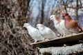 The bird sits on the roof of the nest. Several pigeons on the roof. Beautiful birds