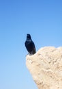 Bird sits on the ruins at Masada, an ancient Jewish fortress in Israel Royalty Free Stock Photo
