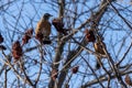 A bird sits in a tree in Toronto, Ontario