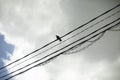 Bird sits on wires. Wire on sky background. Bird sits alone on rope Royalty Free Stock Photo