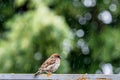 The bird sits on a wooden plank with a blue sky trees in the background. Copy space, selective focus, blur Royalty Free Stock Photo