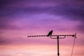 Bird sitting on antenna