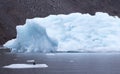 A bird sitting on a bergy bit with a medium size iceberg in background