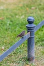 Bird sitting on a blue barrier in the fuerst pueckler park in ba Royalty Free Stock Photo