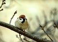 Bird sitting on a brach Royalty Free Stock Photo