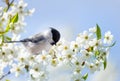 Bird sitting on branch of blossom cherry tree. Black capped chickadee. Spring time Royalty Free Stock Photo