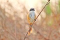 A bird sitting on a branch closeup In maina cuirtorim Goa