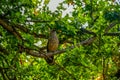 A bird sitting on a branch.