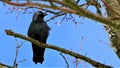 Bird sitting on branches, Denmark