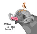 Bird sitting on a buffalo head Vector. Who is the boss concept. Funny comic illustrations Royalty Free Stock Photo