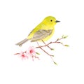 A bird is sitting on a cherry blossom branch. watercolor Royalty Free Stock Photo