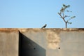 a bird sitting on a concrete wall next to a tree Royalty Free Stock Photo