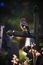 Bird sitting on a cross in a graveyard. Conceptual image about e Royalty Free Stock Photo