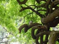 Bird Sitting Curly Branches Of A Tree Royalty Free Stock Photo