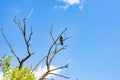 Bird sitting on the dead tree with blue sky Royalty Free Stock Photo