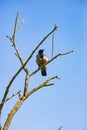 Bird sitting on the dead tree with blue sky Royalty Free Stock Photo