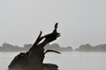 Bird sitting on driftwood Royalty Free Stock Photo