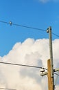 A bird sitting on the electric wire Royalty Free Stock Photo