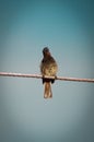 A Bird sitting in an electric wire. Royalty Free Stock Photo