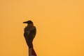 bird sitting on a flagpole with orange sky during sunrise looks to the side