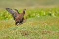 Glossy ibis bird, natural nature