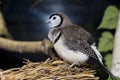 Bird sitting on nest