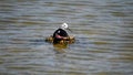 A Bird Sitting On A Nest In The Water