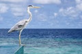 Bird sitting on the pool Royalty Free Stock Photo