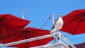 Bird Sitting On A Post With Blue Sky And Red Umbrellas