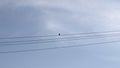 Bird sitting on a power line. Media. Lonely bird on a wire against blue cloudy sky. Royalty Free Stock Photo