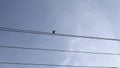 Bird sitting on a power line. Media. Lonely bird on a wire against blue cloudy sky. Royalty Free Stock Photo