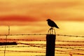 Bird sitting on prison fence Royalty Free Stock Photo