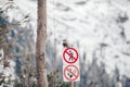 The bird sitting on the prohibition sign smoking and pedestrian walks in winter Tatra mountains
