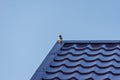 Bird sitting on roof on blue sky background Royalty Free Stock Photo