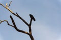 Bird sitting on a tall dead tree branch Royalty Free Stock Photo