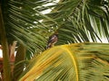 Bird in a palm tree