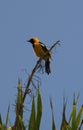 Bird sitting on top of a palm tree in Yucatan