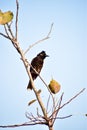 Bird sitting on a tree branch. Blue sky background in summer. Kumarakom Bird Sanctuary, Kerala India South Asia Pacific Royalty Free Stock Photo