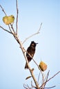 Bird sitting on a tree branch. Blue sky background in summer. Kumarakom Bird Sanctuary, Kerala India South Asia Pacific Royalty Free Stock Photo