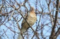 A bird sitting on a tree branch Royalty Free Stock Photo