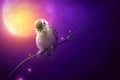 Bird is sitting on the tree branch in the moon light Royalty Free Stock Photo