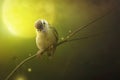 Bird is sitting on the tree branch in the moon light. Royalty Free Stock Photo
