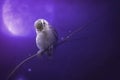 Bird is sitting on the tree branch in the moon light. Royalty Free Stock Photo
