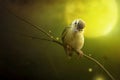 Bird is sitting on the tree branch in the moon light. Royalty Free Stock Photo