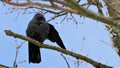 Bird sitting on branches, Denmark