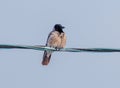 A bird is sitting on a wire Royalty Free Stock Photo