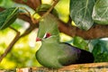 Bird sitting on wooden perch Royalty Free Stock Photo